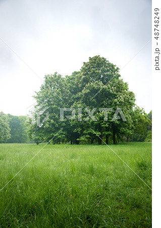 Flowering chestnuts on the lawn Flowering chestnuts on the lawn 48748249