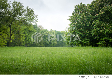spring lawn in the park spring lawn in the park 48748250