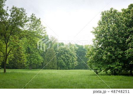 chestnuts in the park 48748251