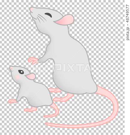 Gray mouse parent and child white background Gray mouse parent and child white background 48749577