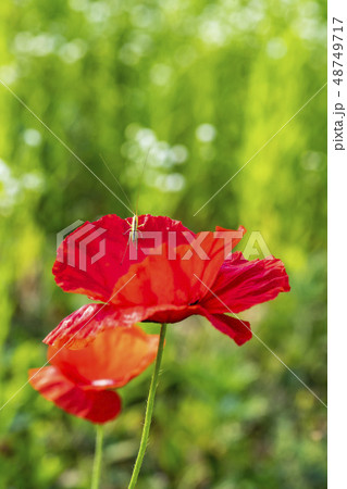 花 ケシ 春の花 48749717