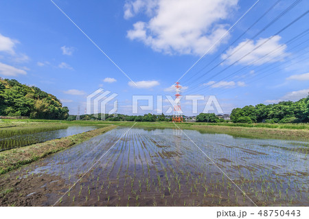 春の四街道市の田園風景 春の四街道市の田園風景 48750443