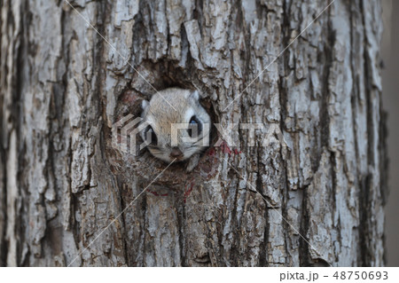 エゾモモンガ 48750693