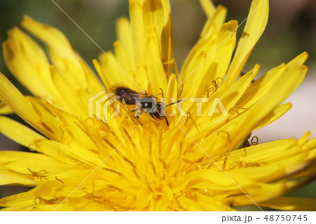 ヒメハナバチの仲間 ヒメハナバチの仲間 48750745