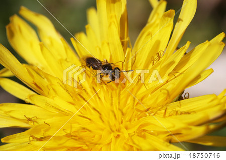 ヒメハナバチの仲間 48750746