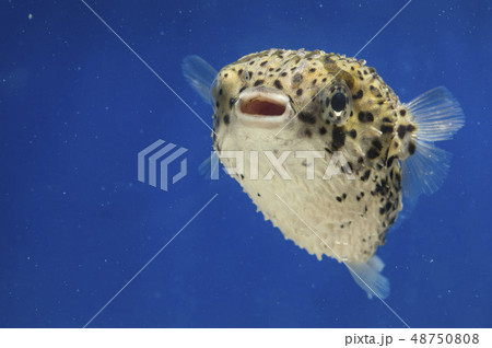 ハリセンボン 幼魚 ハリセンボン 幼魚 48750808
