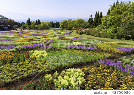 広がるお花畑と青空 48750980