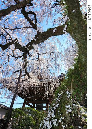 圓明寺のしだれ桜 48750998