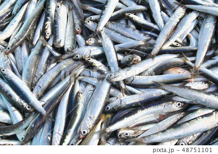 千葉県九十九里浜の地引網で水揚げされたイワシの写真素材
