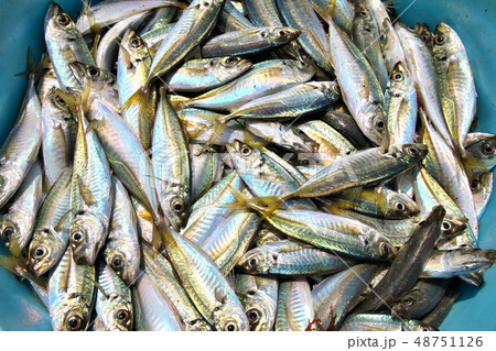 千葉県九十九里浜の地引網で水揚げされたアジの写真素材