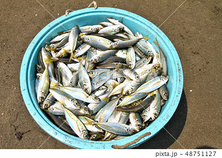 千葉県九十九里浜の地引網で水揚げされたアジの写真素材