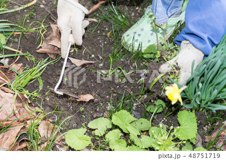 庭の草取り 庭の草取り 48751719