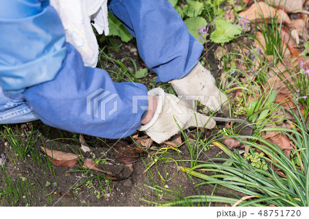 庭の草取り 庭の草取り 48751720