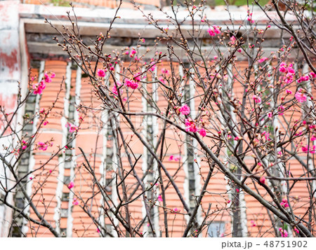 pink cherry blossoms pink cherry blossoms 48751902