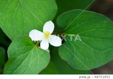 ドクダミの花 ドクダミの花 48751952