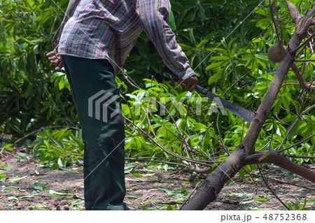 Chop the tree 48752368