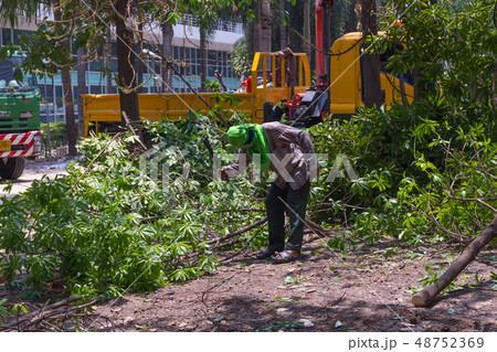 Chop the tree 48752369