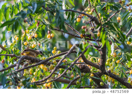 Bird (Yellow-vented Bulbul) on tree in nature wild Bird (Yellow-vented Bulbul) on tree in nature wild 48752569