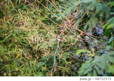 Bird (Scaly-breasted Munia) in a nature wild Bird (Scaly-breasted Munia) in a nature wild 48752573