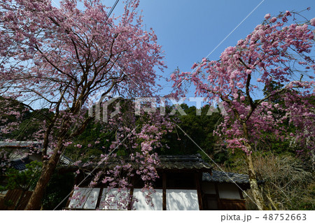 大野寺より 48752663