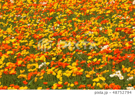 南房総のお花畑を埋めつくすアイスランドポピー(3) 48752794