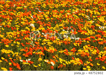 南房総のお花畑を埋めつくすアイスランドポピー(7) 南房総のお花畑を埋めつくすアイスランドポピー(7) 48752802