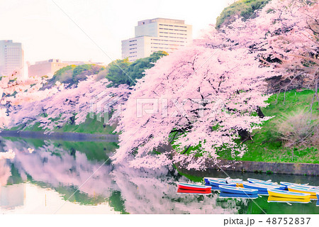 満開の桜 48752837
