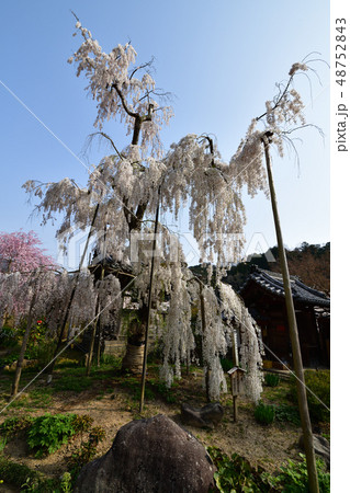 大野寺より 48752843