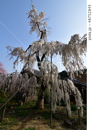 大野寺より 48752845