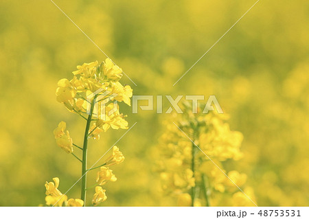 菜の花 48753531