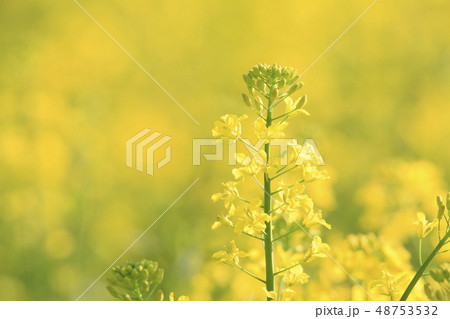 菜の花 48753532