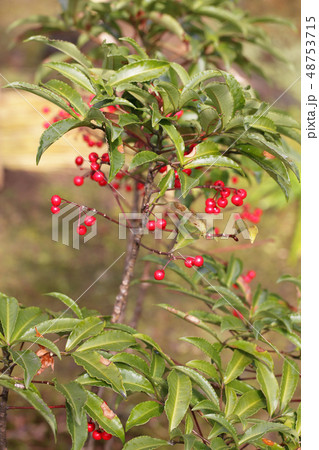マンリョウの赤い実と雨雫 48753715