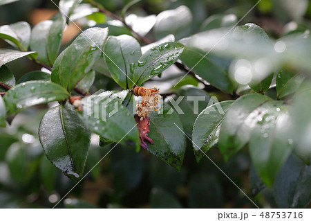 サザンカの花後と雨雫 48753716
