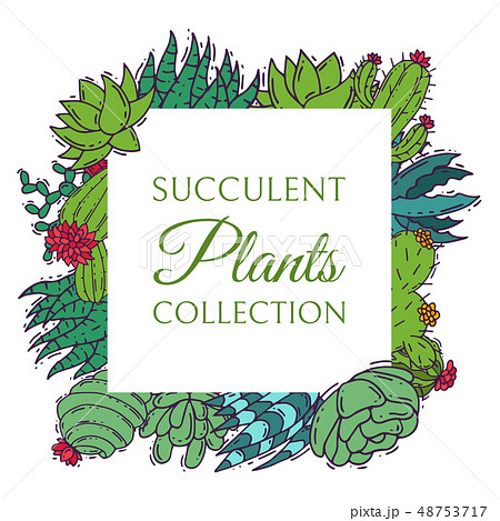 Succulents decorative cacti green plants vector illustration. Nature botanical houseplant floral 48753717