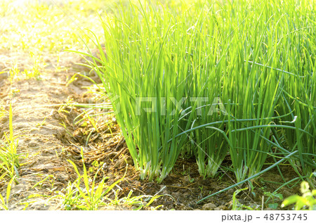 close up young Spring Onion close up young Spring Onion 48753745