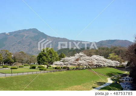 比叡山と桜 48753785
