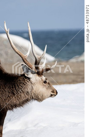 エゾシカ 48753971