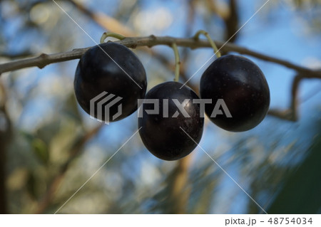 オリーブ オリーブ 48754034