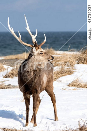 エゾシカ 48754057