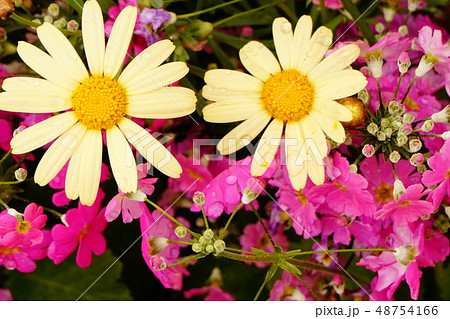 マーガレット　サクラソウ　02 48754166