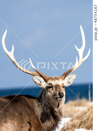 エゾシカ 48754167