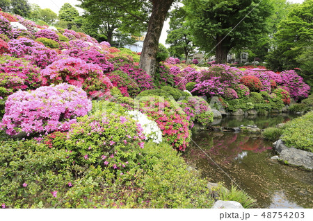 日本庭園 満開のツツジ 日本庭園 満開のツツジ 48754203