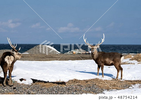 二頭のエゾシカ 48754214