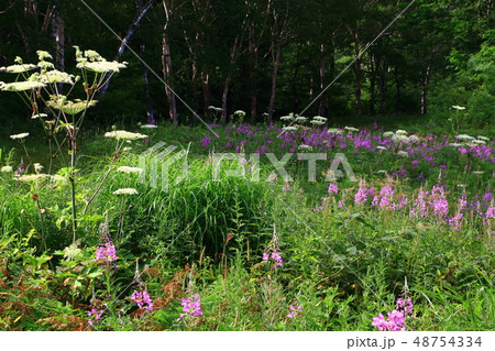 ヤナギランの花 48754334