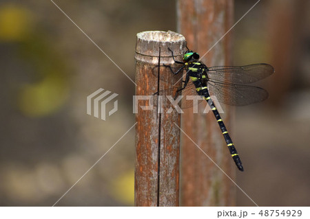 竹の杭に止まるオニヤンマ 48754929