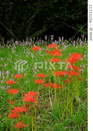 ヒガンバナとツルボの花 48755211