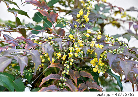 ヒイラギナンテン（柊南天） 48755765