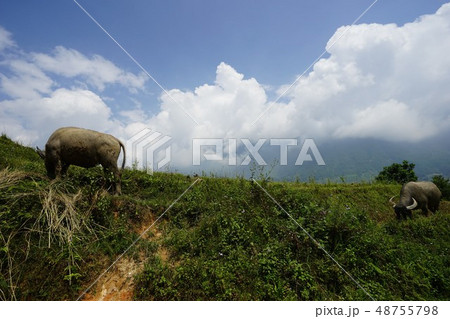 Landscape - Sapa (Vietnam) 48755798