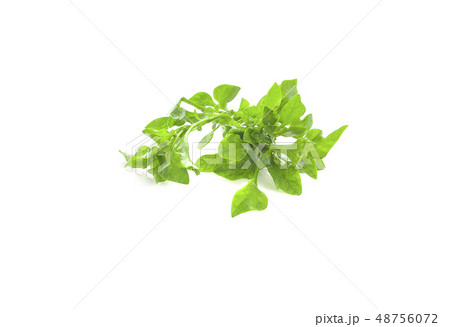 watercress isolated on white background watercress isolated on white background 48756072
