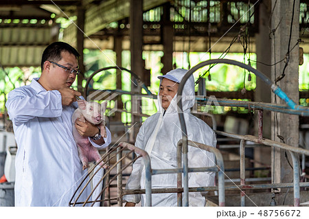 Asian veterinarian with assistant holding for checking and inject the baby pig in hog farms, animal and pigs farm industry 48756672